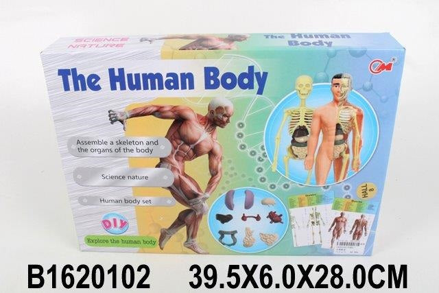the human body