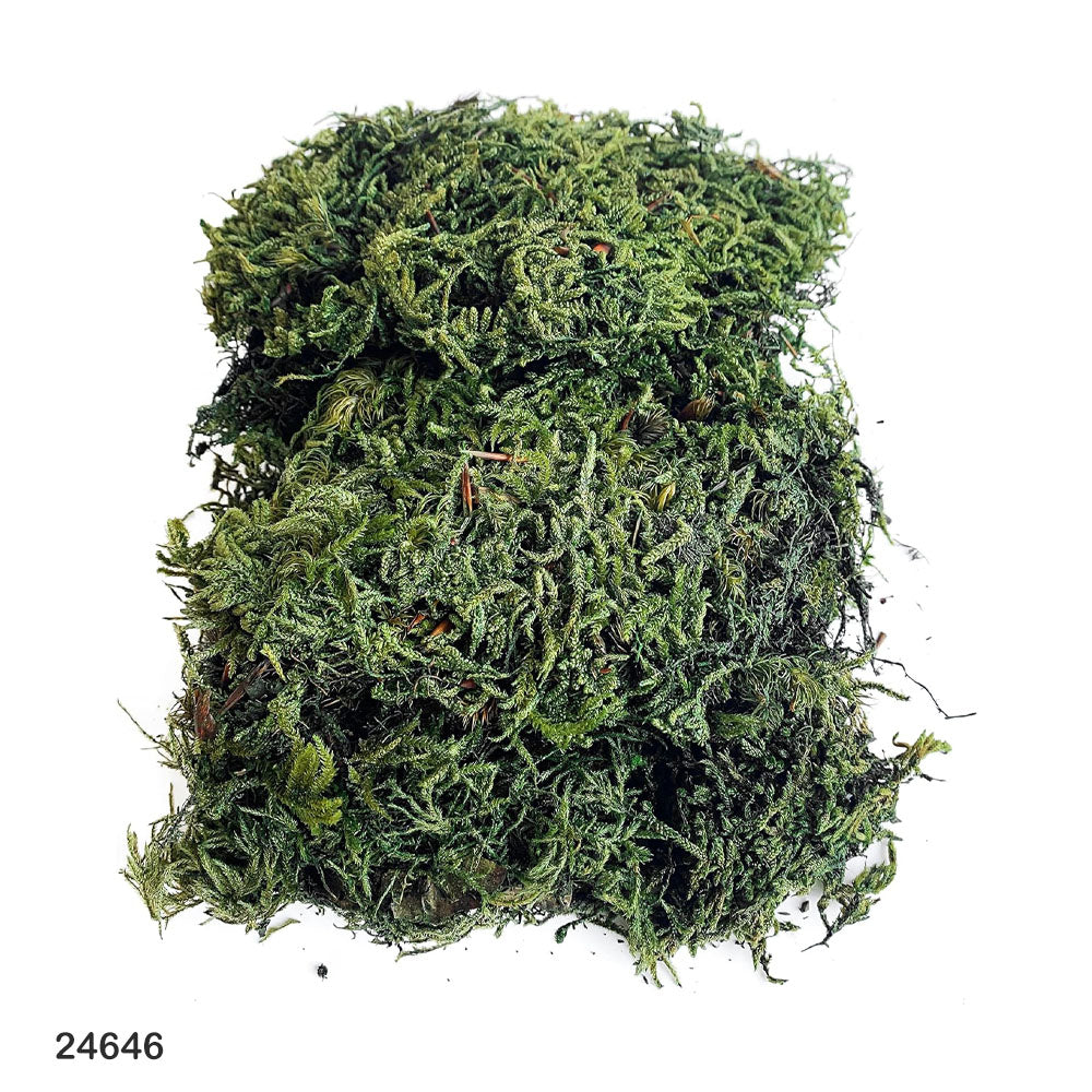 Green Moss for Christmas Decoration