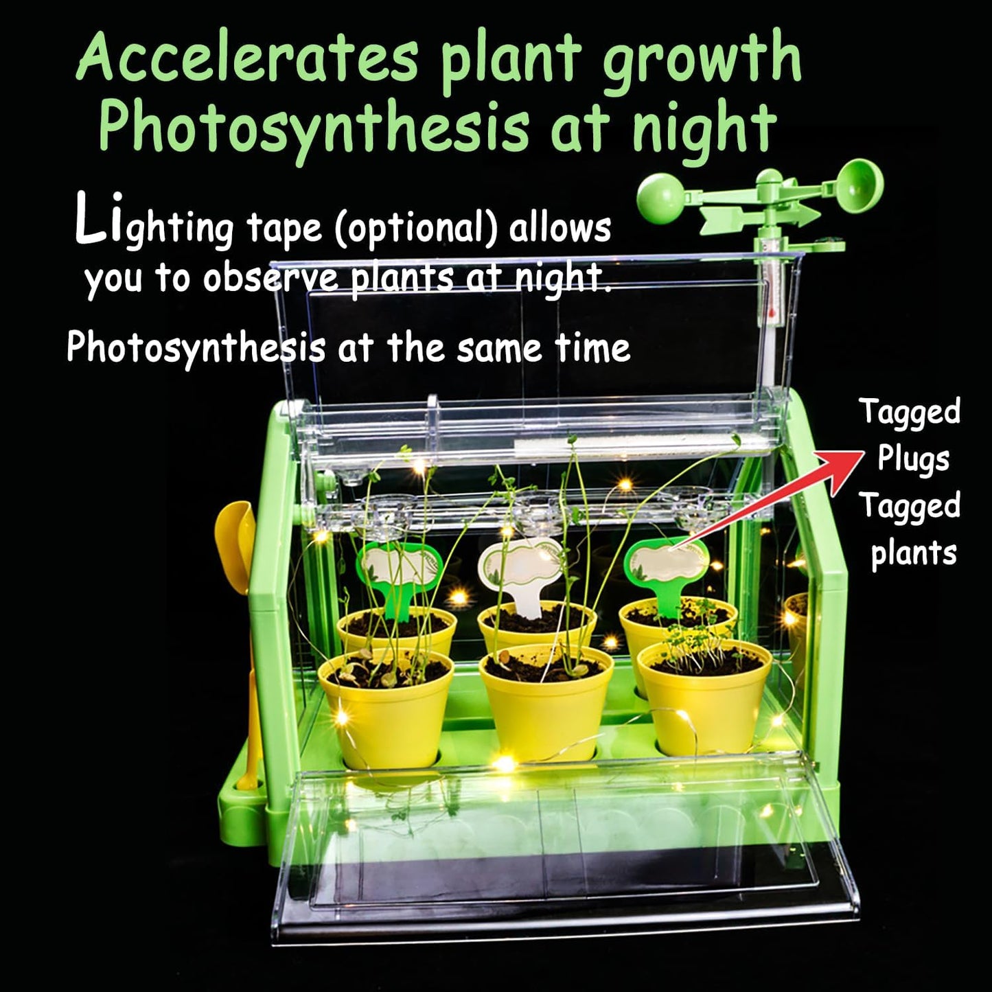Planting Sunlight Room