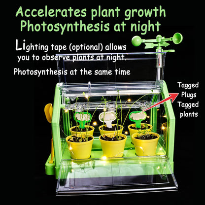Planting Sunlight Room